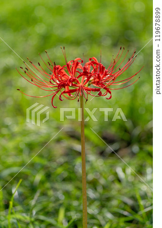 [秋季]紅蜘蛛百合[德島縣勝浦郡勝浦町星谷] 119678899