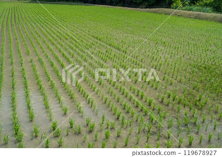 [Japanese rural landscape] Rice fields immediately after planting 119678927