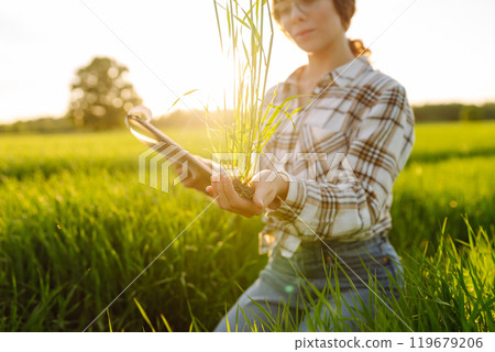 Woman agronomist in a field of milled wheat with tablet checks the growth of crop. Harvest concept. Woman agronomist in a field of milled wheat with tablet checks the growth of crop. Harvest concept. 119679206