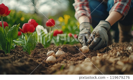 Gardener planting flower bulbs in spring garden 119679276