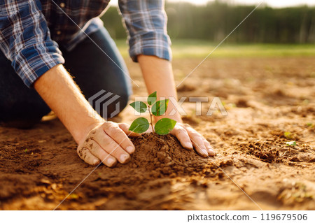 Farmer's hands plant, grow plants growing in fertile soil. The concept of conservation. Farmer's hands plant, grow plants growing in fertile soil. The concept of conservation. 119679506