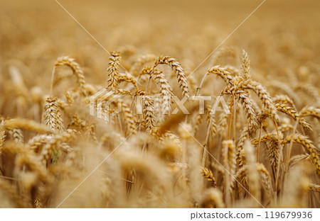 Ripe wheat field at sunset. Ears of golden wheat close up. Beautiful summer nature background. 119679936