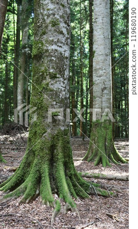 vertical photo of old forest with tall textured tree trunks covered with green soft moss, deserted natural park with beautiful mossy trees vertical photo of old forest with tall textured tree trunks covered with green soft moss, deserted natural park with beautiful mossy trees 119680190