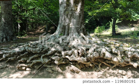 curly roots of an old tree on the soil surface, beautiful root system of an ancient tree with a thick trunk, the lower part of a tree in a park or forest with branched roots on the outside curly roots of an old tree on the soil surface, beautiful root system of an ancient tree with a thick trunk, the lower part of a tree in a park or forest with branched roots on the outside 119680191