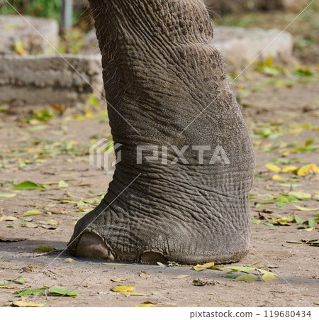 A fragment of a walking elephant's leg on a summer day A fragment of a walking elephant's leg on a summer day 119680434