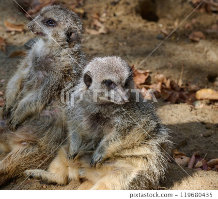 An adult meerkat walks outdoors, a pair of animals sitting 119680435