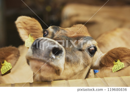 Cute curious Jersey cow on a farm in Denmark 119680836