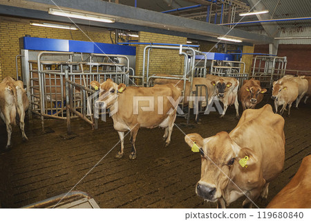Milking robot on a modern cow farm in Denmark 119680840