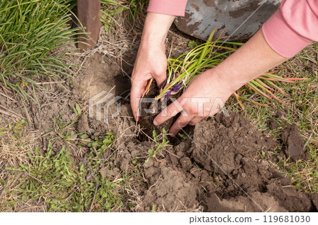 Female hands plant seedlings in fertile soil and mulch plants Female hands plant seedlings in fertile soil and mulch plants 119681030