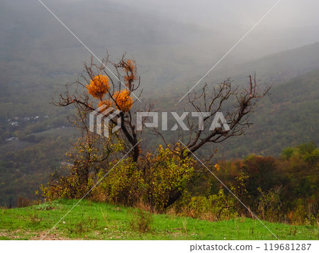 Fog in the mountains in autumn colorful fall leaves 119681287