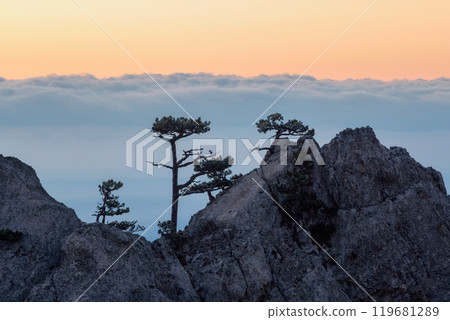 Mountain bizarre pines grow on steep cliffs high above clouds Mountain bizarre pines grow on steep cliffs high above clouds 119681289