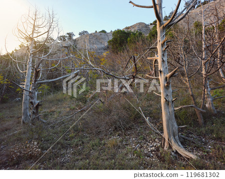 Dry forest on a mountain slope. Dry forest on a mountain slope. 119681302