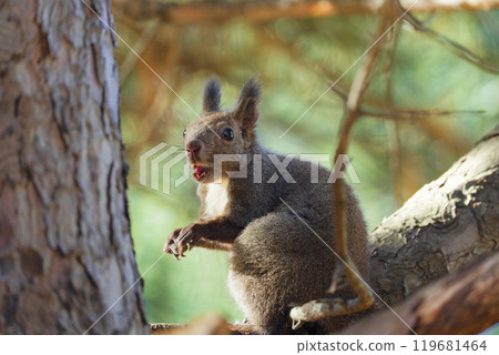 在樹上的松鼠 119681464