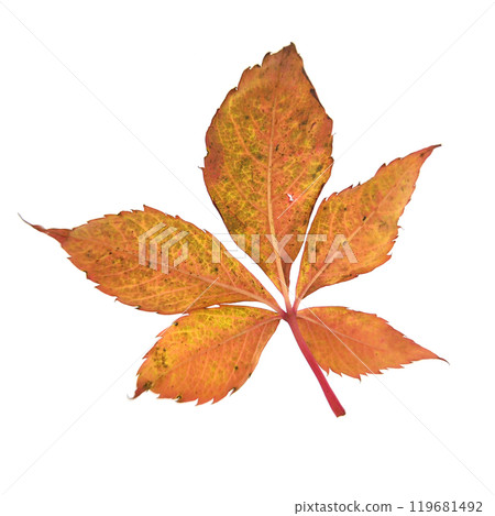 Red autumn leaf wild grape isolated on white background Red autumn leaf wild grape isolated on white background 119681492