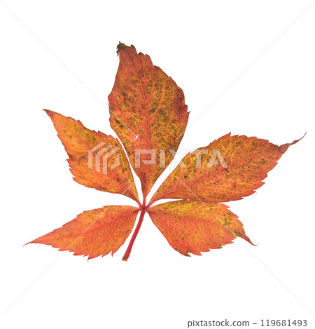 Red autumn leaf wild grape isolated on white background Red autumn leaf wild grape isolated on white background 119681493