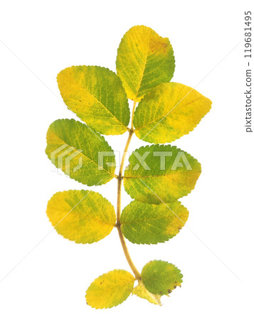 Rose Hip leaves isolated on white background Rose Hip leaves isolated on white background 119681495