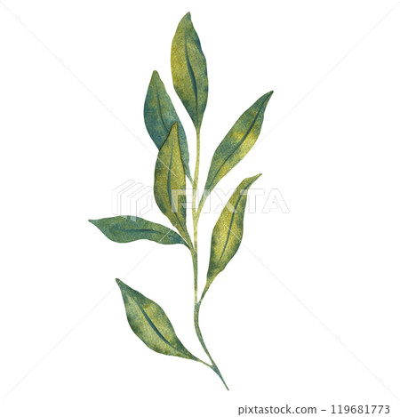 Watercolor illustration of green leaves with detailed veins. Perfect for nature themed design, botanical illustrations, and eco friendly projects. Suitable for backgrounds, patterns, or seasonal decor Watercolor illustration of green leaves with detailed veins. Perfect for nature themed design, botanical illustrations, and eco friendly projects. Suitable for backgrounds, patterns, or seasonal decor 119681773