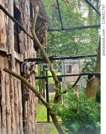 Beautiful owl in a cage at the zoo.Sitting in a wood house and watching. 119681797