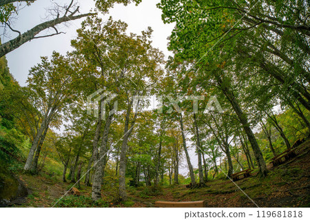 Beech forest where autumn leaves begin to change color 119681818