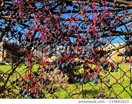 Branch of black elderberry with berries on a branch in autumn against the blue sky . 119682023