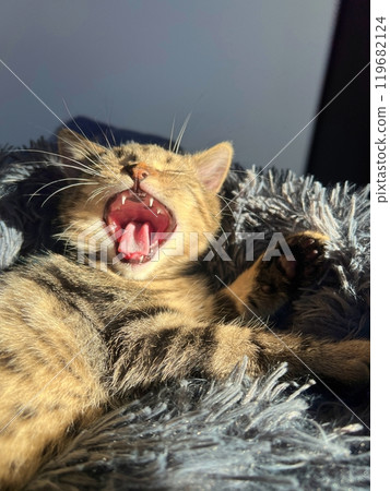 Cute tabby Scottish straight cat yawning on the bed. Portrait 119682124