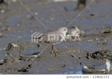 Ojirotounen 在蓮藕田裡尋找食物 119682152