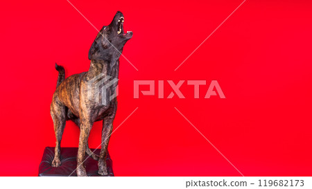 Dutch shepherd dog sitting isolated on a dark yellow red background 119682173