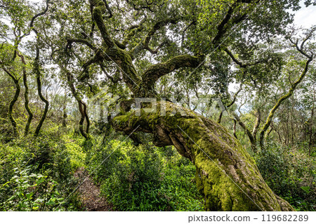 Ancient oak forest of Bussaco, in Luso, Aveiro in Portugal. Trail between trees. Stairs in forest. Forest footpath. 119682289