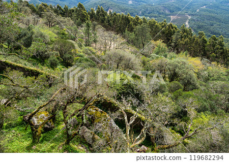Ancient oak forest of Bussaco, in Luso, Aveiro in Portugal. Trail between trees. Stairs in forest. Forest footpath. 119682294