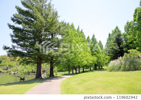 清爽的初夏公園，鮮綠的水杉 119682942