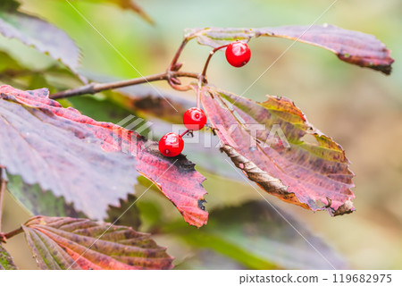 Viburnum Viburnum 119682975