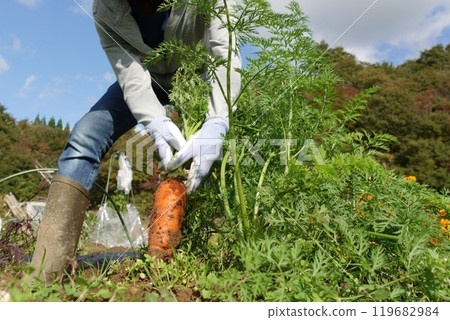 Woman harvesting carrots, no face Woman harvesting carrots, no face 119682984
