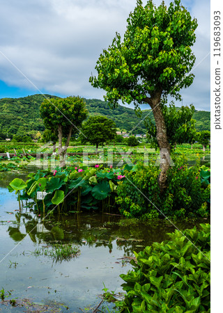 Flooded Karahi Lotus Garden [Isahaya City, Nagasaki Prefecture] 119683093