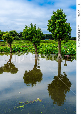 Flooded Karahi Lotus Garden [Isahaya City, Nagasaki Prefecture] 119683094