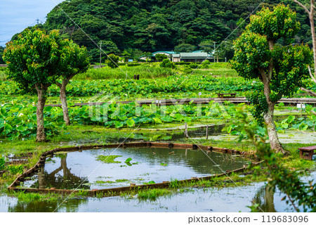 Flooded Karahi Lotus Garden [Isahaya City, Nagasaki Prefecture] 119683096