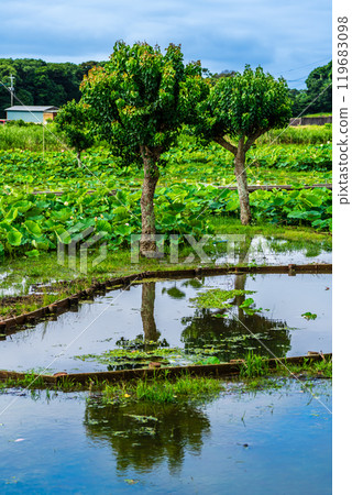 Flooded Karahi Lotus Garden [Isahaya City, Nagasaki Prefecture] 119683098