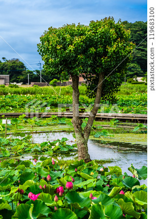 Submerged Karahi Lotus Garden: Lotus flowers [Isahaya City, Nagasaki Prefecture] 119683100