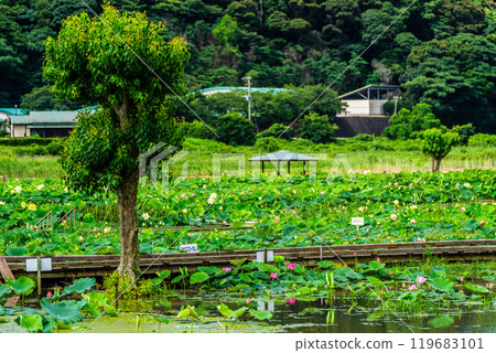 Flooded Karahi Lotus Garden [Isahaya City, Nagasaki Prefecture] 119683101