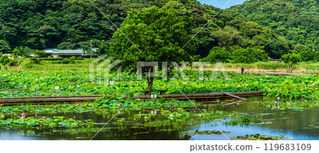 水下卡拉日蓮花園全景【長崎縣諫早市】 水下卡拉日蓮花園全景【長崎縣諫早市】 119683109