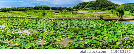 水下卡拉日蓮花園全景【長崎縣諫早市】 119683122
