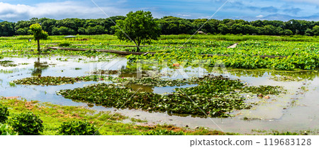 Panorama of the submerged Karahi Lotus Garden [Isahaya City, Nagasaki Prefecture] 119683128
