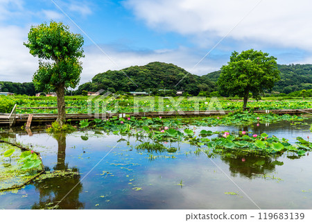 Flooded Karahi Lotus Garden [Isahaya City, Nagasaki Prefecture] 119683139