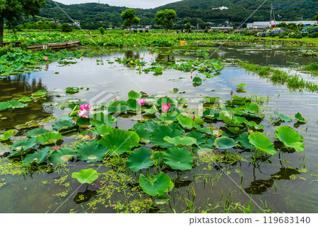 Submerged Karahi Lotus Garden: Lotus flowers [Isahaya City, Nagasaki Prefecture] 119683140