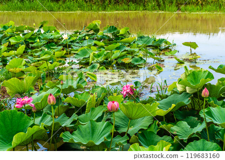 沈水卡拉日蓮花園蓮花【長崎縣諫早市】 沈水卡拉日蓮花園蓮花【長崎縣諫早市】 119683160