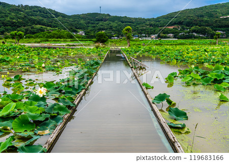 水下卡拉日蓮花園[長崎縣諫早市] 119683166