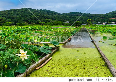 水下卡拉日蓮花園[長崎縣諫早市] 119683169