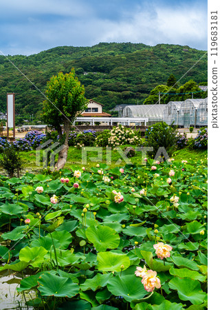 Submerged Karahi Lotus Garden: Lotus flowers [Isahaya City, Nagasaki Prefecture] 119683181