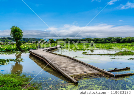 水下卡拉日蓮花園[長崎縣諫早市] 119683183