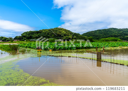 Flooded Karahi Lotus Garden [Isahaya City, Nagasaki Prefecture] 119683211