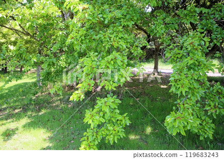 Mulberry fruit Mulberry fruit 119683243
